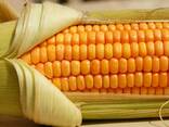 Семена кукурузы, сои, подсолнечника, пшеницы, ячменя, рапса, гречк - фото 1
