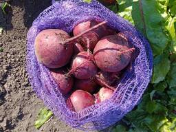 Sfeclă roșie rotundă și lungă proaspătă, recolta acestui an