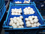 Шампиньоны культивируемые свежие - фото 3