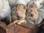 Шарпейчики - фото 5
