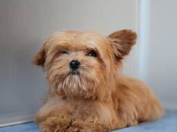 Щенки мальтипу