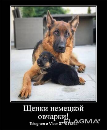 Щенки немецкой овчарки стандартного окрас