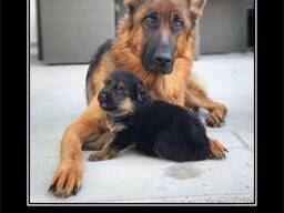Щенки немецкой овчарки стандартного окрас