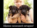 Щенки немецкой овчарки стандартного окрас - photo 2