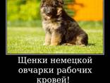Щенки немецкой овчарки стандартного окрас - фото 5