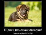 Щенки немецкой овчарки стандартного окрас - фото 6