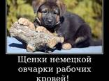 Щенки немецкой овчарки стандартного окрас - фото 7