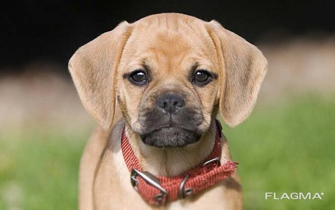 Щенки Пагальера.