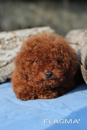 Щенки той пуделя