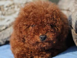 Щенки той пуделя