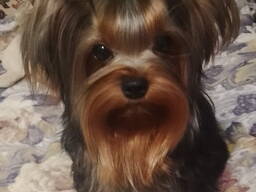 Щенки йоркширского терьера. Отличная родословная.