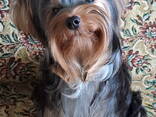Щенки йоркширского терьера. Отличная родословная. - фото 3