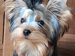 Щенor йоркширского терьера. Мини стандарт. Отличная родословная.