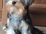 Щенor йоркширского терьера. Мини стандарт. Отличная родословная. - photo 1
