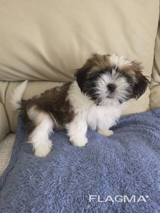 Shih tzu