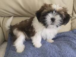 Shih tzu