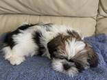 Shih tzu - photo 2