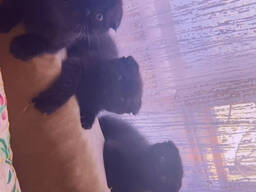 Шотландцы черные тигрята