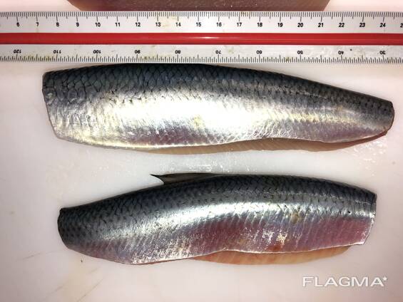 Скумбрия 400-600