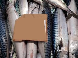 Скумбрия мороженая