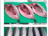 Скумбрия мороженая 400-600 - фото 1
