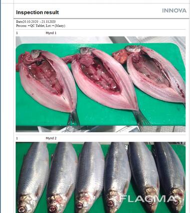 Скумбрия мороженая 400-600