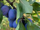 Слива урожай 2019 - фото 1