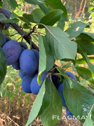 Слива урожай 2019