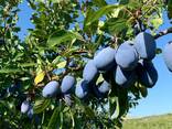 Слива урожай 2019 - фото 3