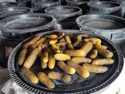 Солёные огурцы бочковые (хрустящие)