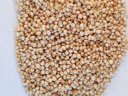 Сорго куплю- белое красное