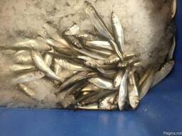 Sprats Килька Балтийская