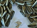 Striped sunflower seeds Badger, calibrated sunflower seeds big size for sale - фото 3
