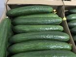 Свежие огурцы - фото 1