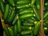 Свежие огурцы - фото 2