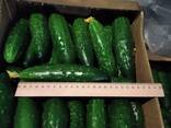 Свежие огурцы - фото 3