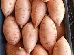 Sweet potato