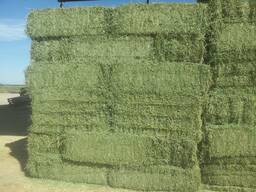 Top quality alfalfa hay
