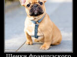 Уникальные щенки французского бульдога! - фото 1