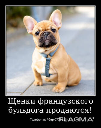 Уникальные щенки французского бульдога!