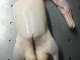 Утки, утиные грудки