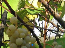 Винный виноград Ноа и Молдова