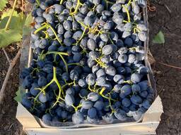 Виноград Молдова