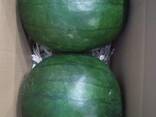 Watermelon - photo 2