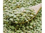 Wholesale Newest Crop Small Lentils Beans High Quality Bulk Dried Green Lentils - фото 3