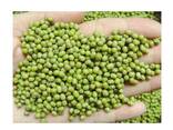 Wholesale Supplier Of Bulk Fresh Stock of Green Mung Beans / Whole Moong Beans - photo 1