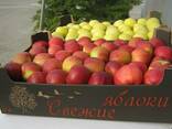 Яблоки свежие Гала Маст, Пинова, Суперчиф и др. - фото 1