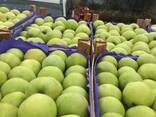 Яблоки молдавские - фото 2
