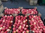 Яблоки от производителя оптом от 20 тон