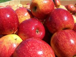 Закупаем яблоко Калибры 60-70, 65 , 70